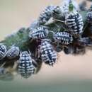 Image of Aphis (Aphis) clematidis Koch & C. L. 1854