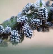 صورة Aphis (Aphis) clematidis Koch & C. L. 1854