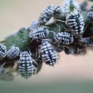 Image of Aphis (Aphis) clematidis Koch & C. L. 1854