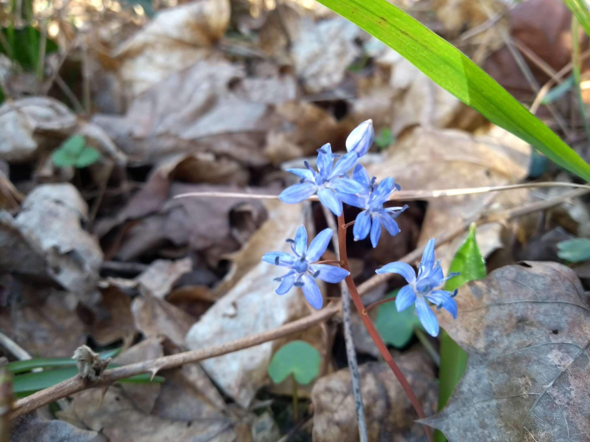 Image of Scilla vindobonensis Speta