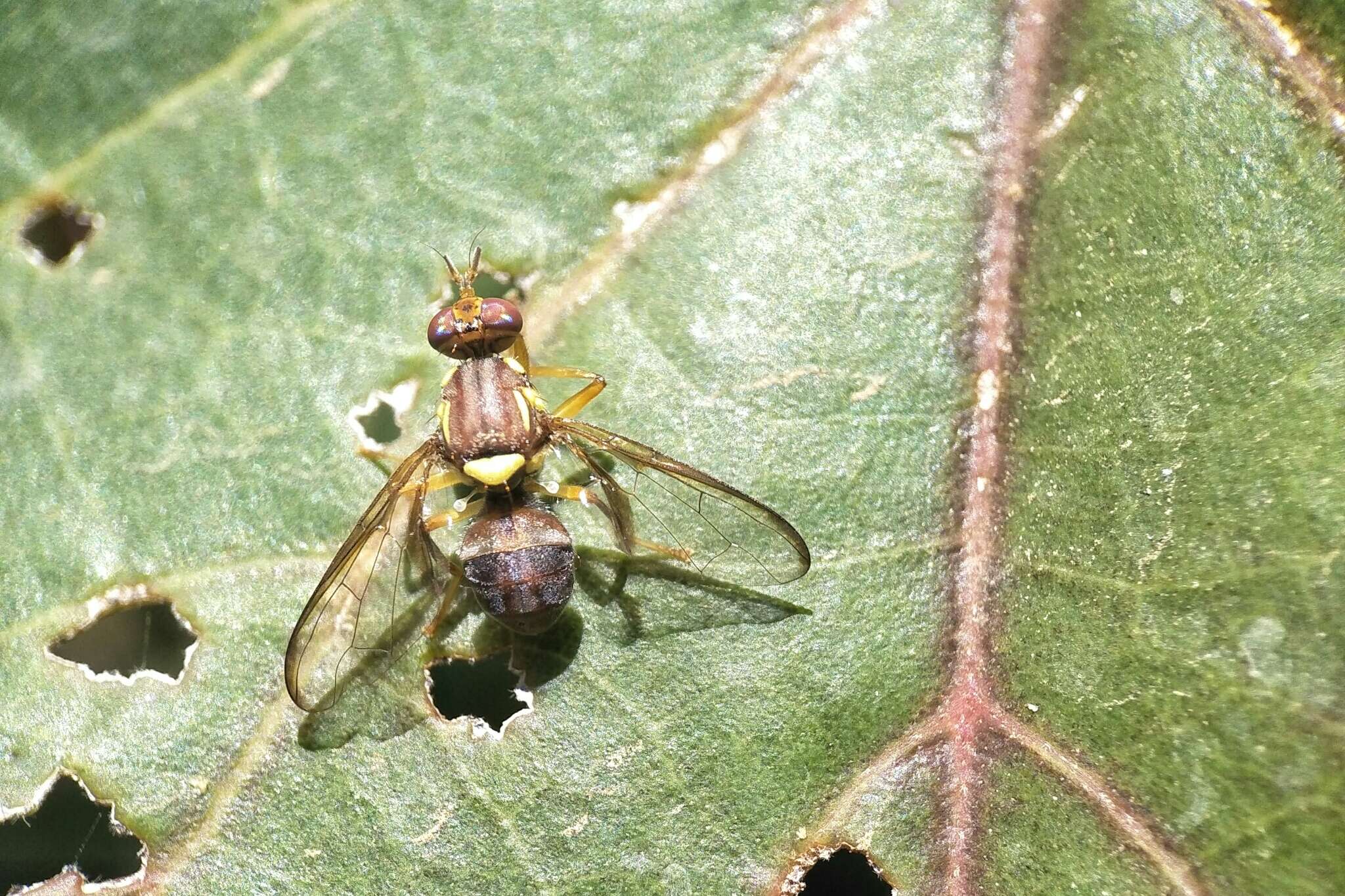 Image of Fruit fly