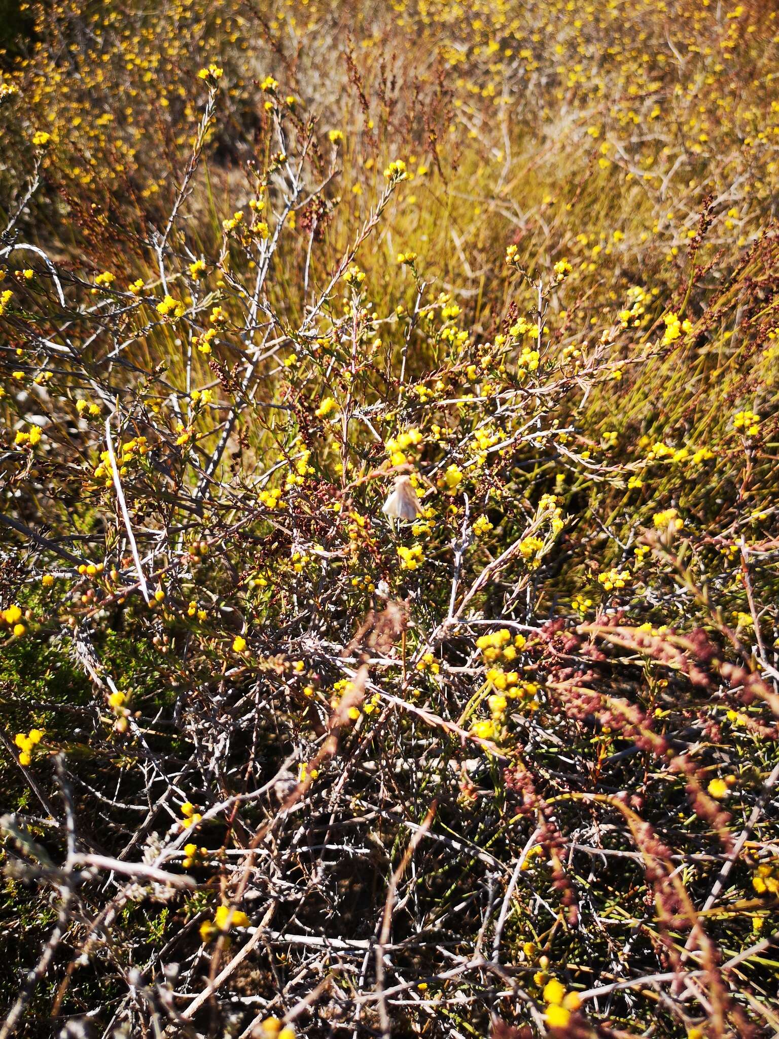 Imagem de Marasmodes polycephalus DC.