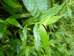 Image de Tradescantia poelliae D. R. Hunt