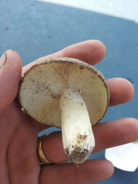 صورة Russula pseudo-olivascens Kärcher 2002