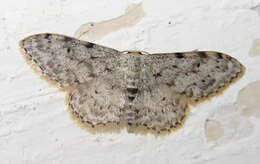 Image of Idaea camparia Herrich-Schäffer 1851