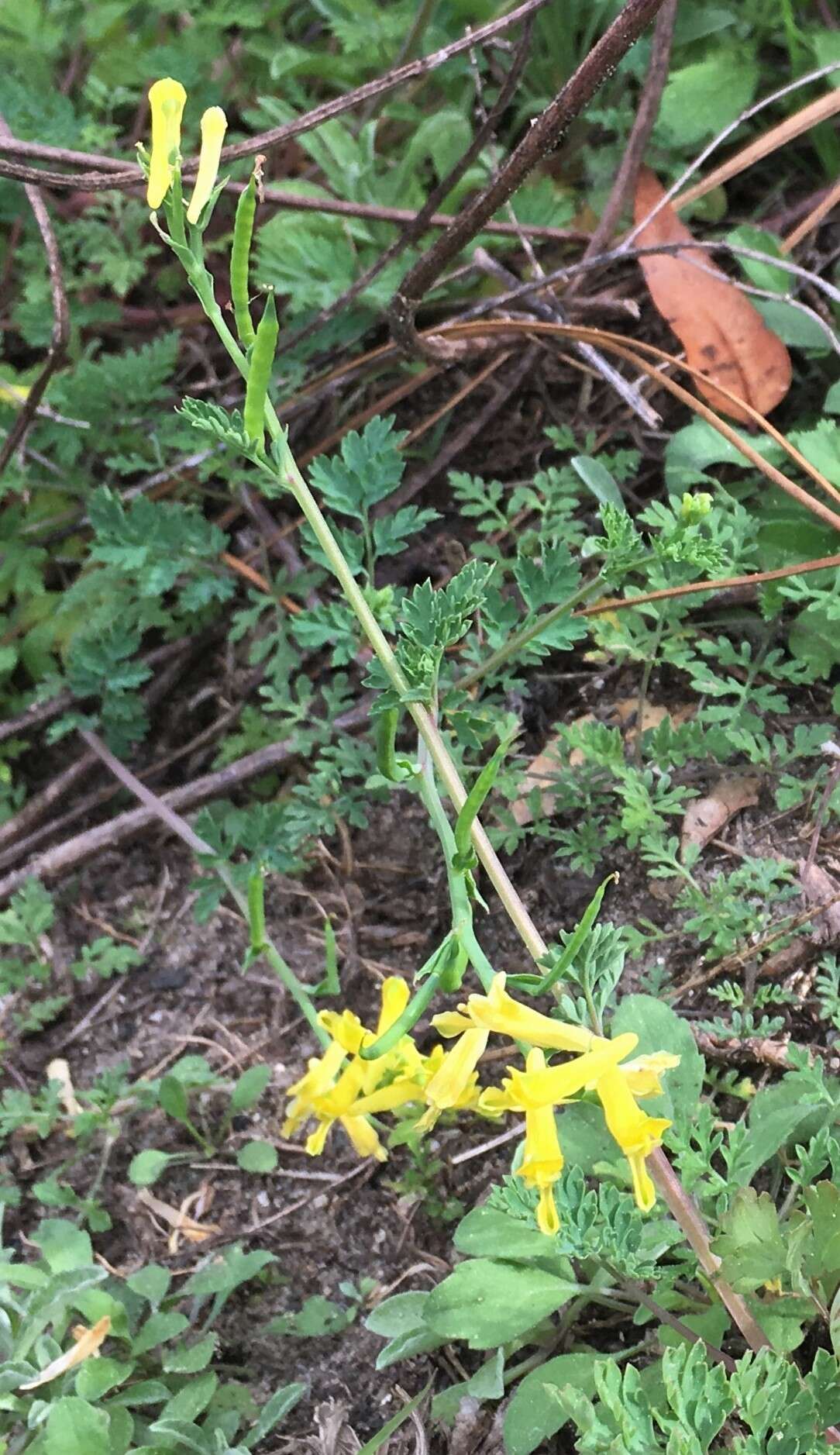 Image of smallflower fumewort