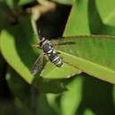 Image of Black-sided Wasp Fly