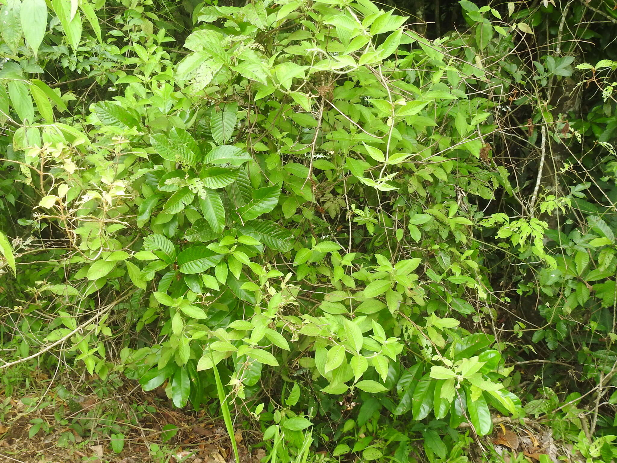 Image of Woolly Woodvine