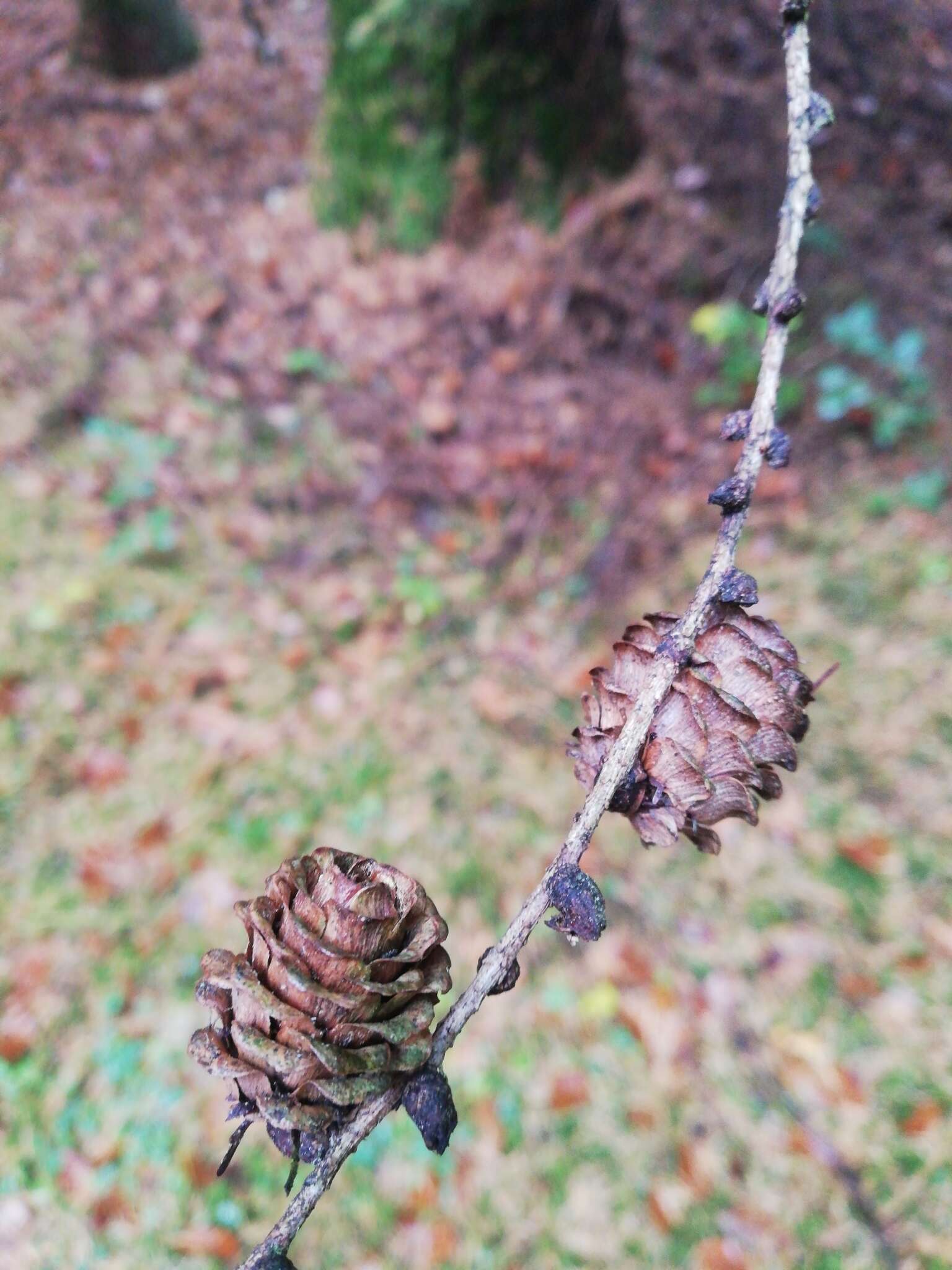 Слика од Јапонски ариш