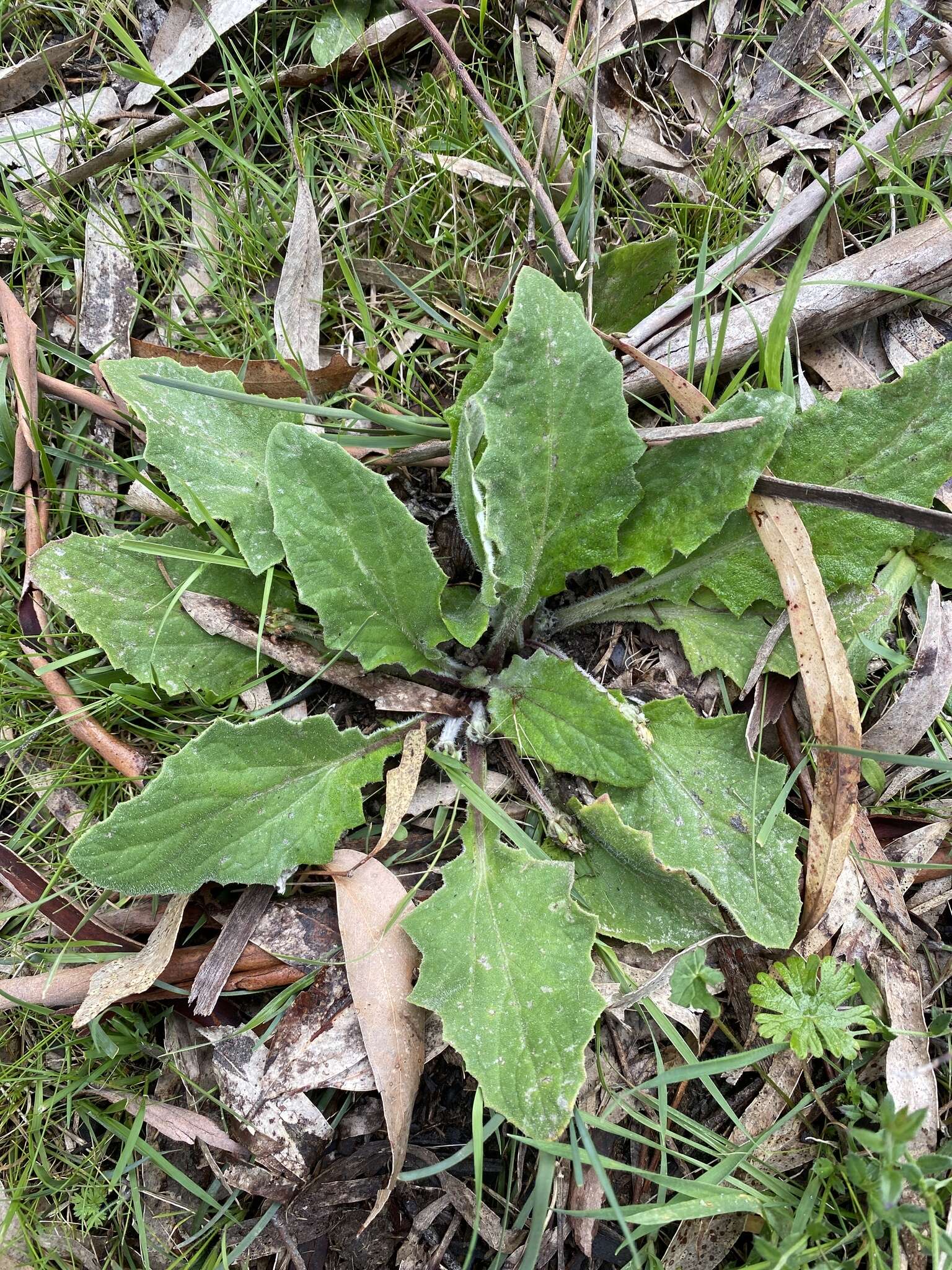 Cymbonotus preissianus Steetz resmi