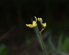 Plancia ëd Utricularia geminiscapa Benj.