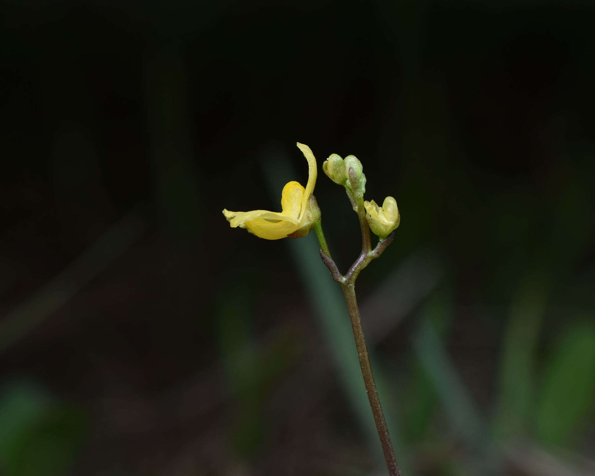 Plancia ëd Utricularia geminiscapa Benj.