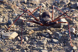 Imagem de Acanthophrynus coronatus (Butler 1873)