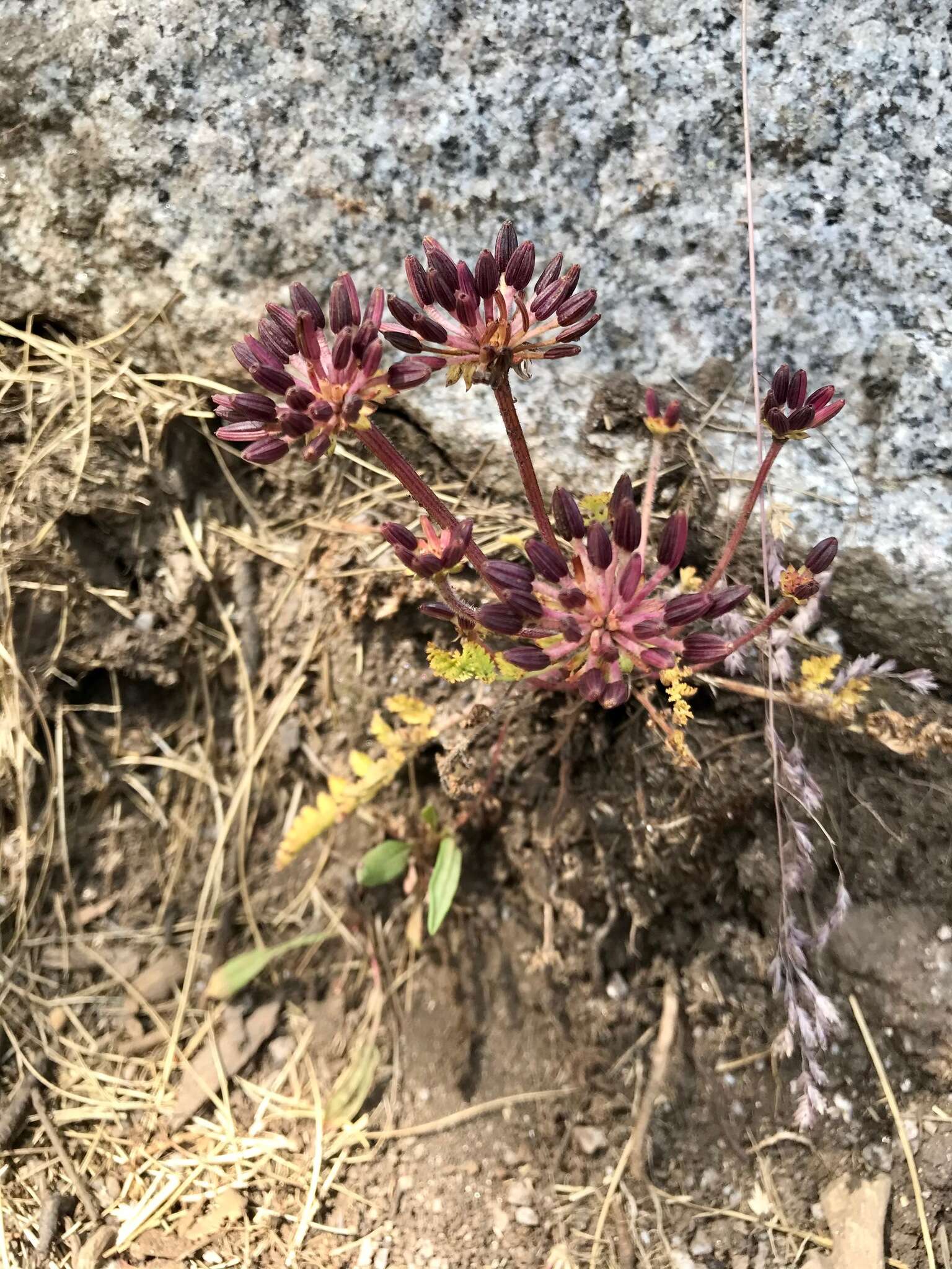 Слика од Chaerophyllum eriopodum (DC.) K. F. Chung