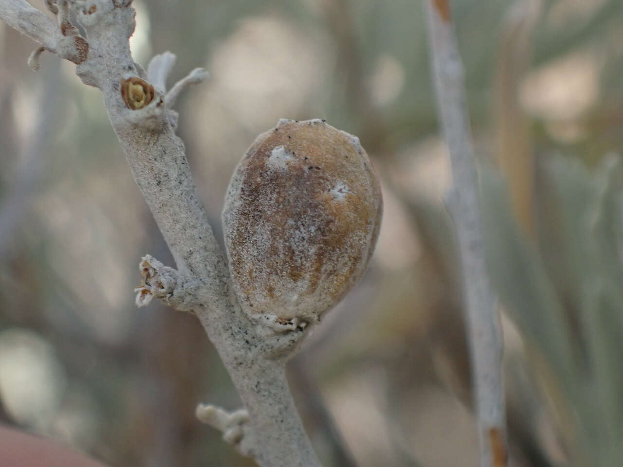 Rhopalomyia obovata Gagne 1983的圖片