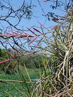 Image of Tillandsia lorentziana Griseb.