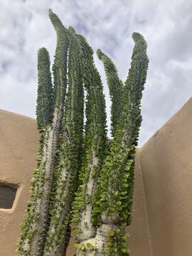 Image of Madagascan ocotillo