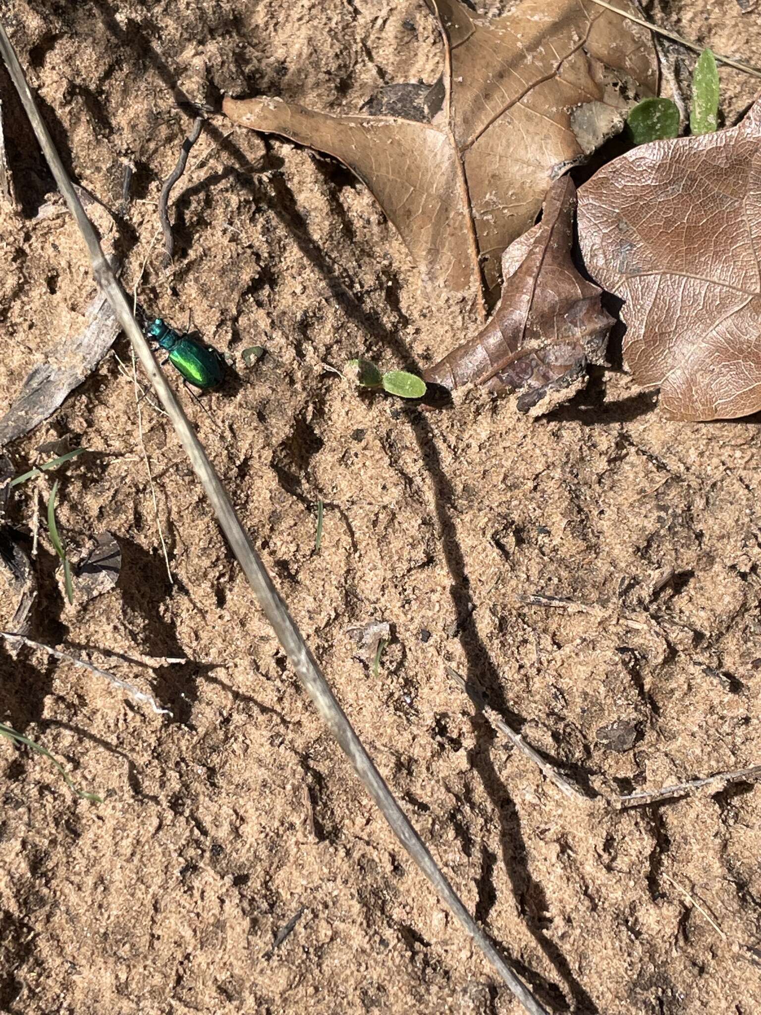 Image of Cicindela (Cicindela) scutellaris flavoviridis Vaurie 1950