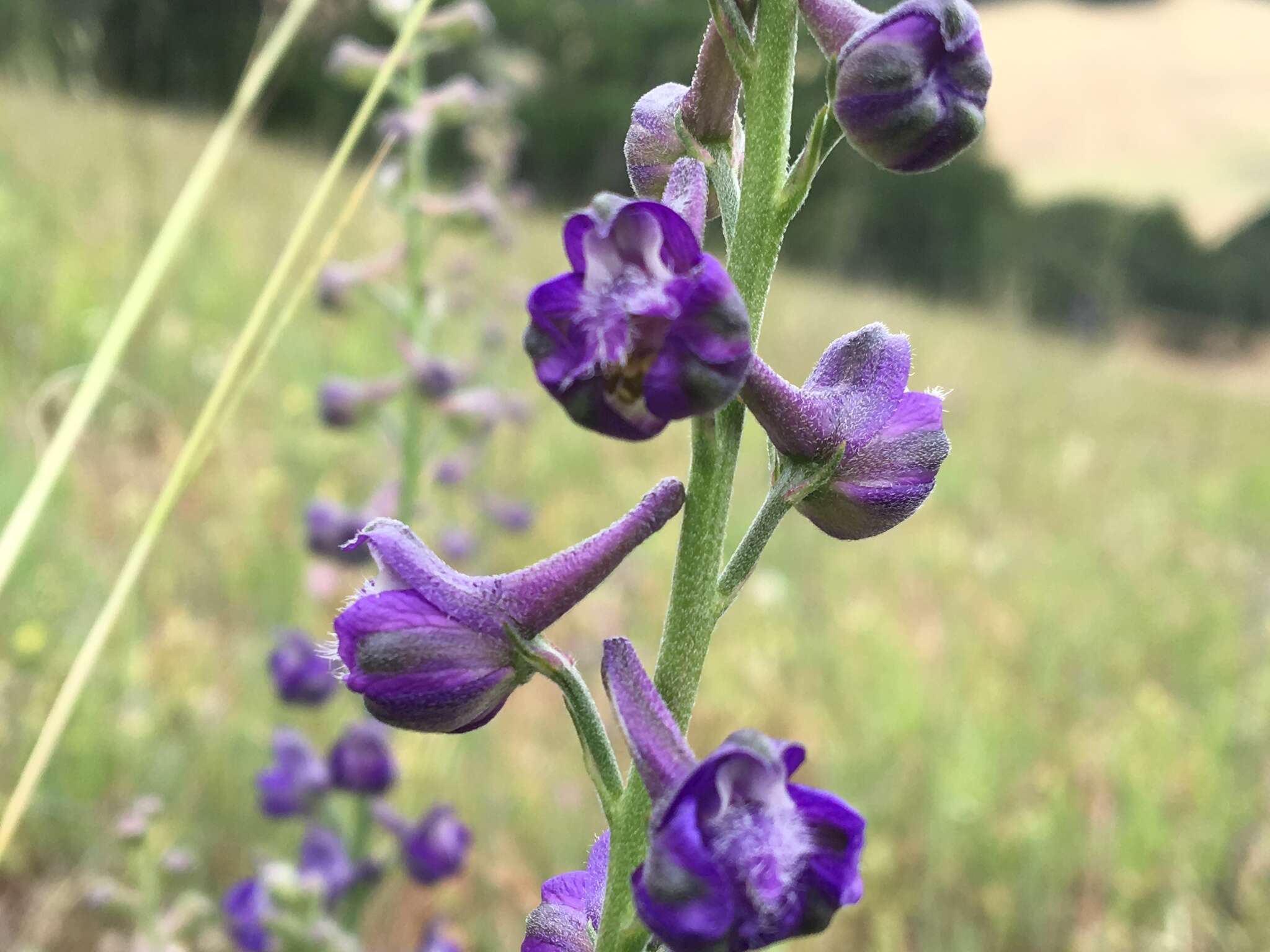 Image of royal larkspur