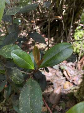 Image de Henriettea squamulosa (Cogn.) W. S. Judd