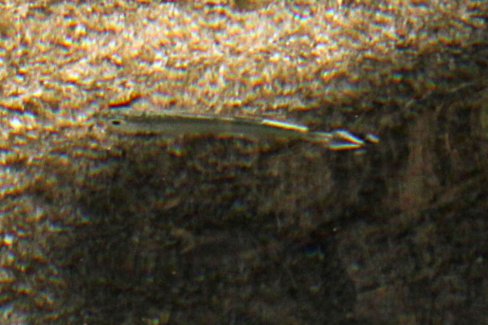 Image of Barred flagtail