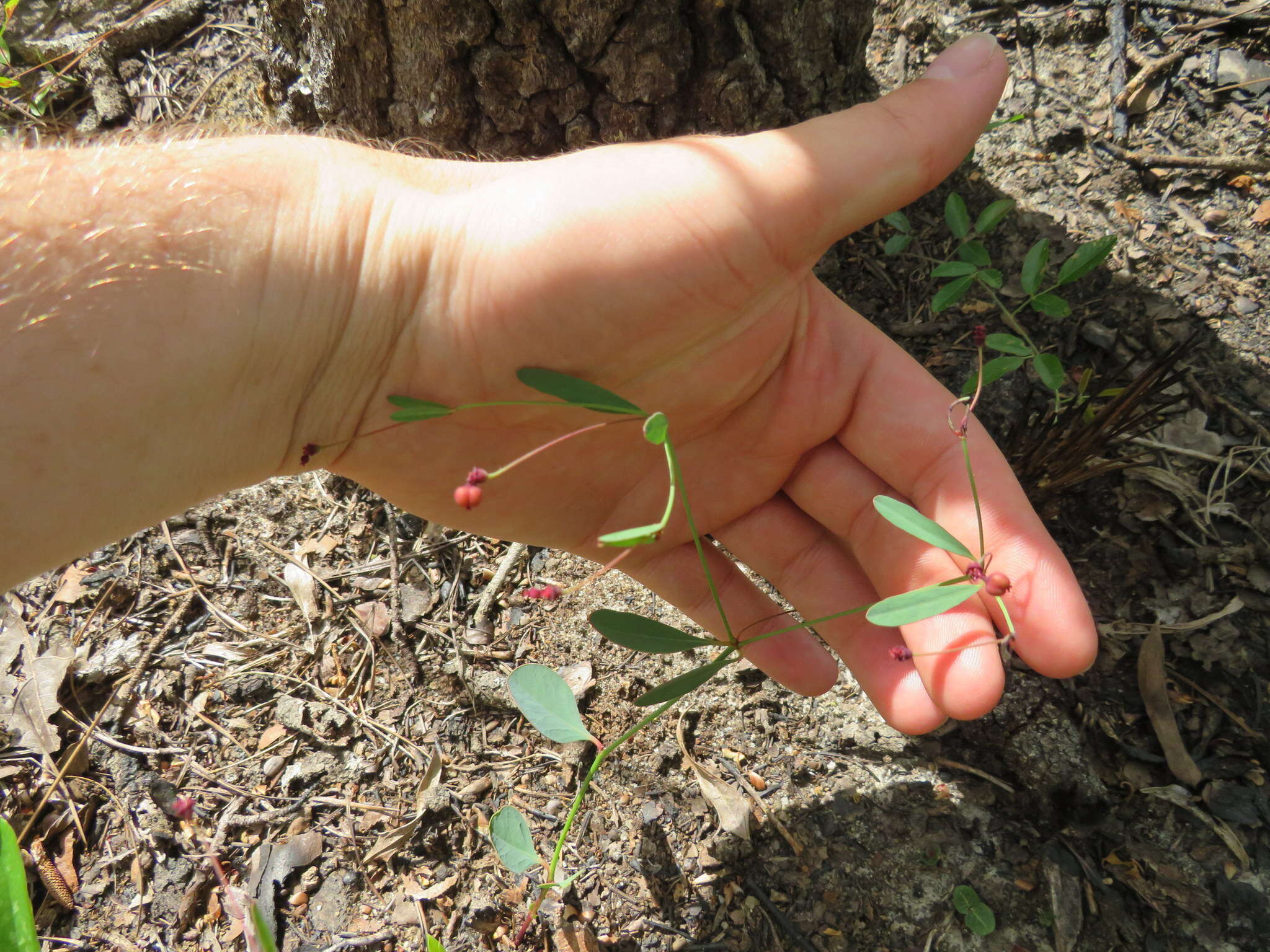 Image of coastal sand spurge