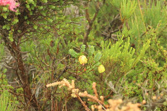 Image de Darwinia collina Gardn.