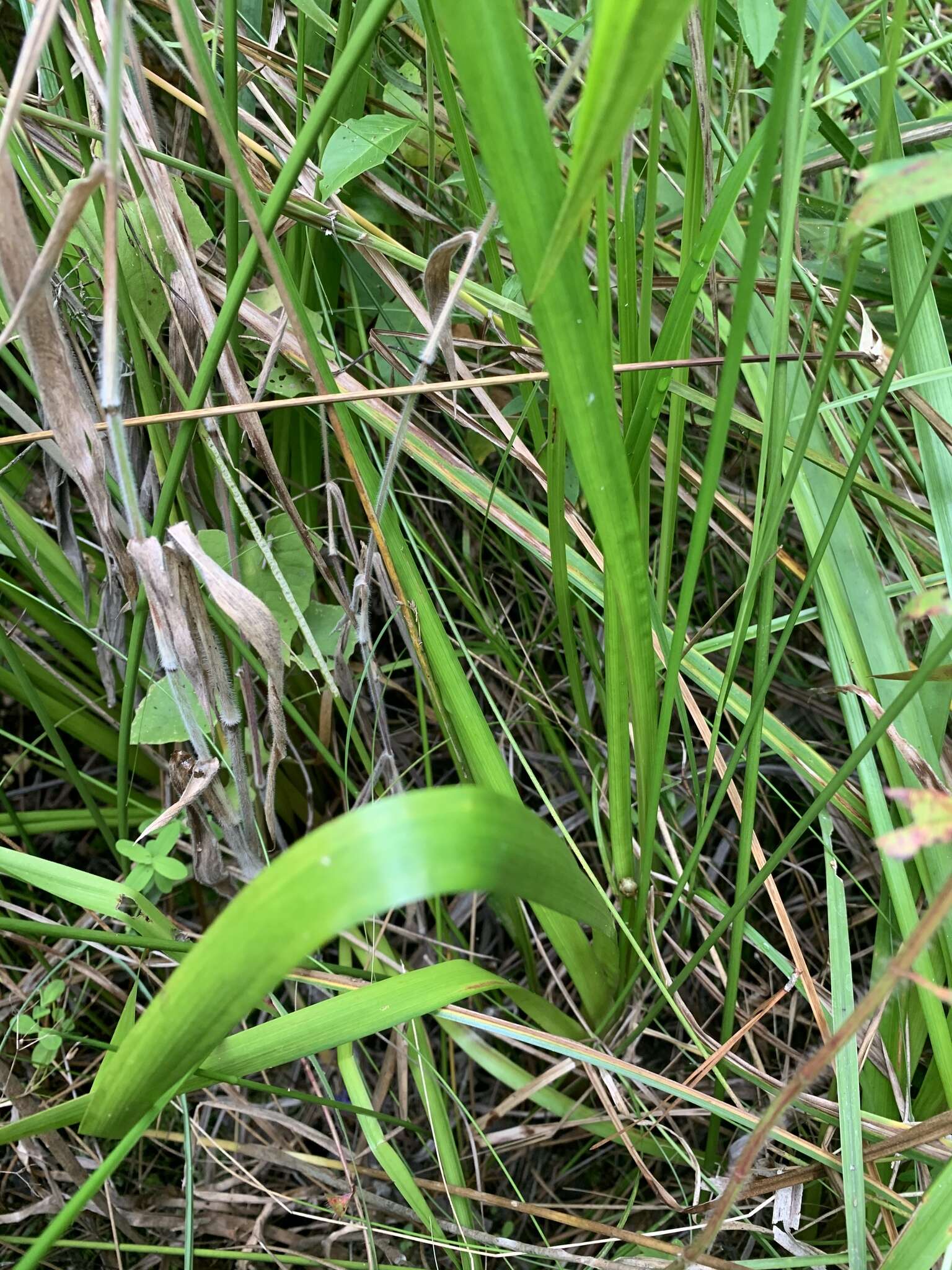 Image of Lax-Leaf Yellow-Eyed-Grass