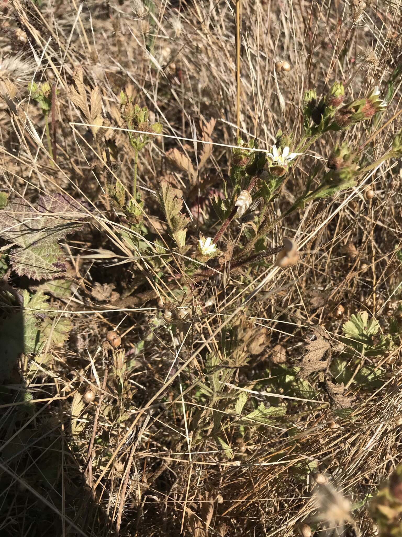 Слика од Horkelia californica Cham. & Schltdl.