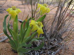 Image of Ferraria flava Goldblatt & J. C. Manning