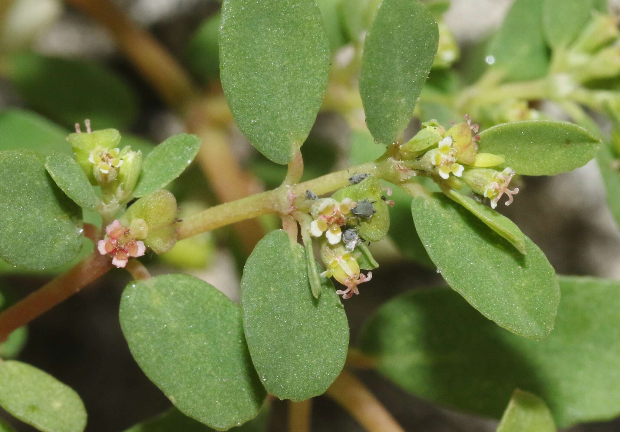 Слика од Euphorbia blodgettii Engelm. ex Hitchc.