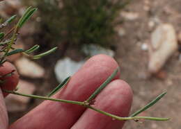 صورة Indigofera leptocarpa Eckl. & Zeyh.