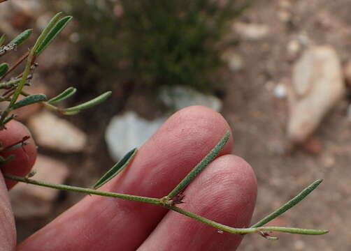 Plancia ëd Indigofera leptocarpa Eckl. & Zeyh.