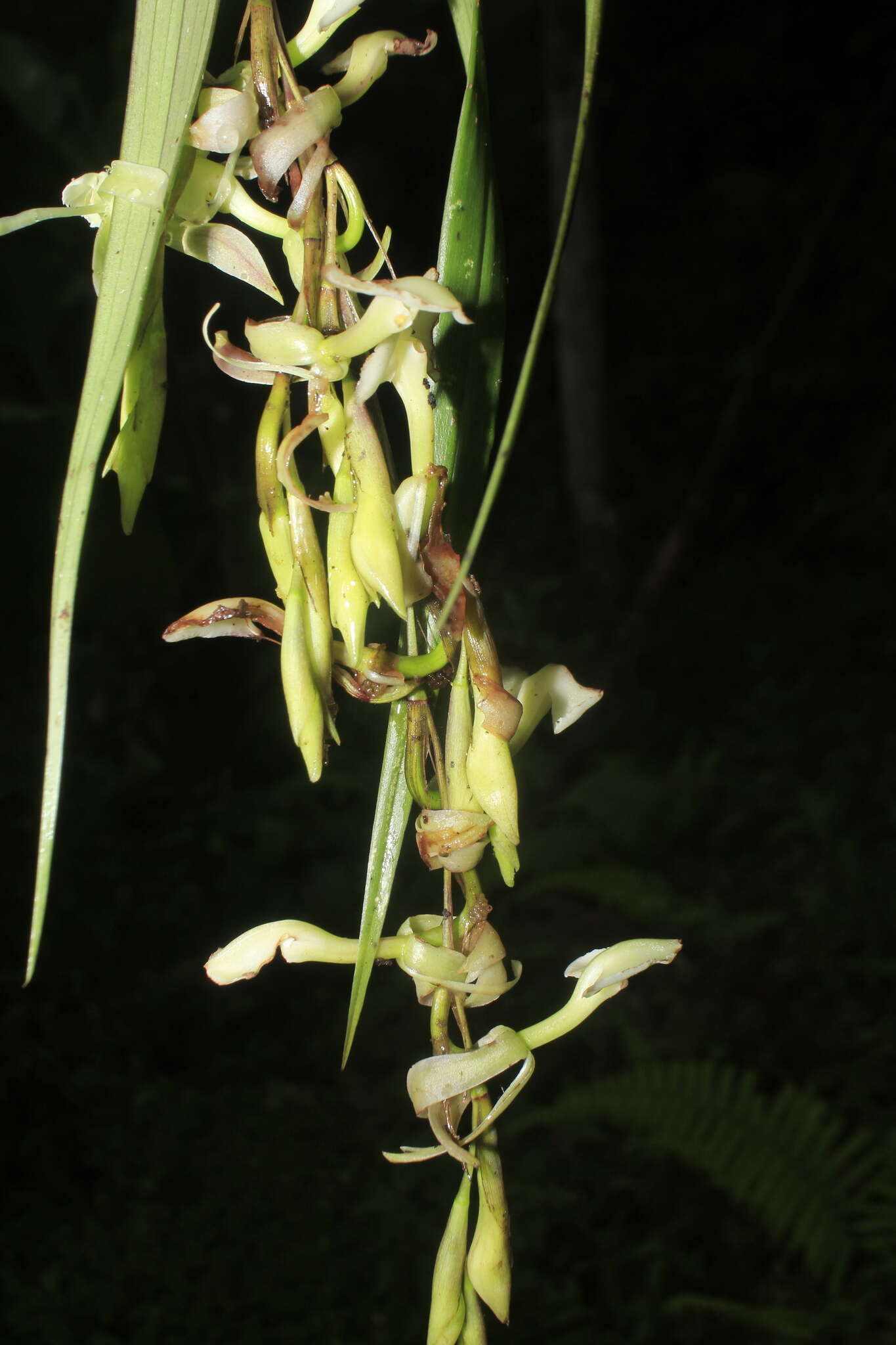 Image of Epidendrum hymenodes Lindl.