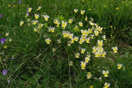 Image of Viola culminis F. Fen. & Moraldo