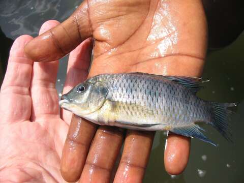 Image of Tilapia busumana (Günther 1903)