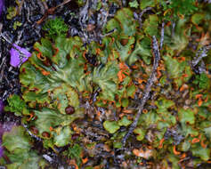 Image of chocolate chip lichen