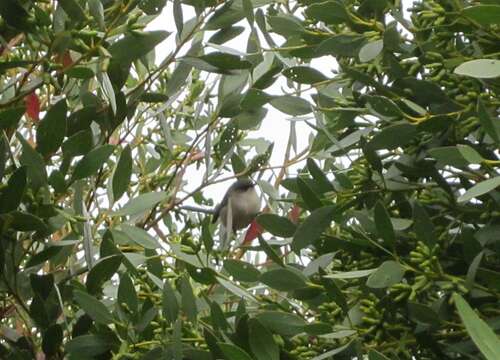 Image of Red-winged Fairy-wren