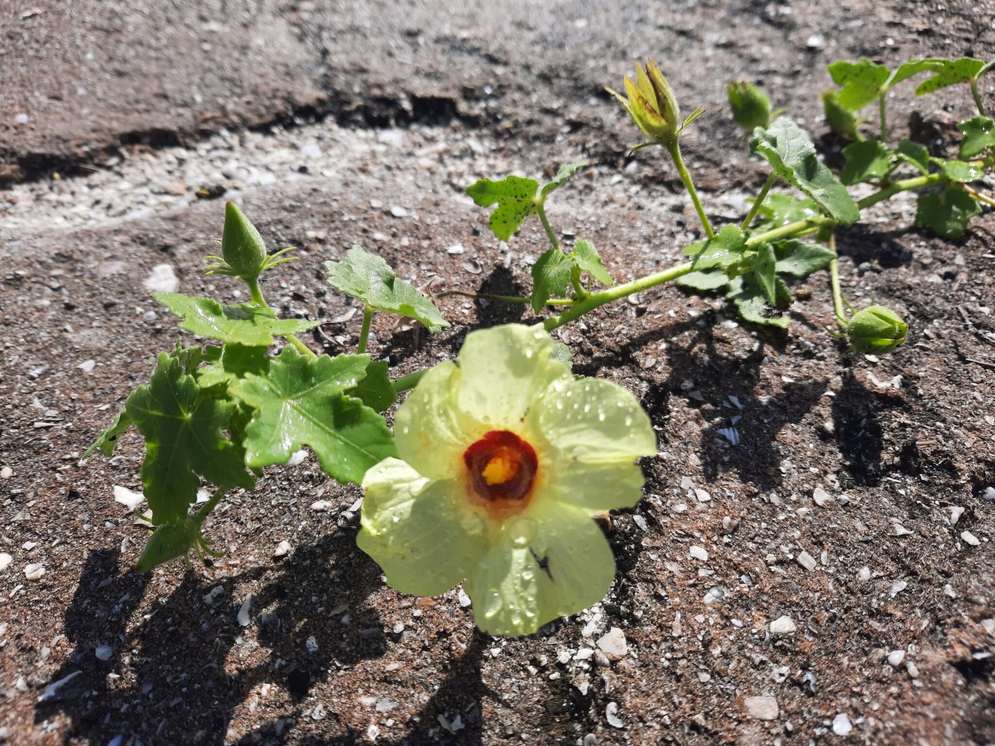 Image of Hibiscus schinzii Gürke ex Schinz