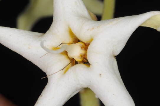 صورة Philibertia latiflora (Griseb.) Goyder