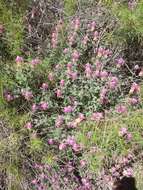 Plancia ëd Dalea bicolor var. orcuttiana Barneby