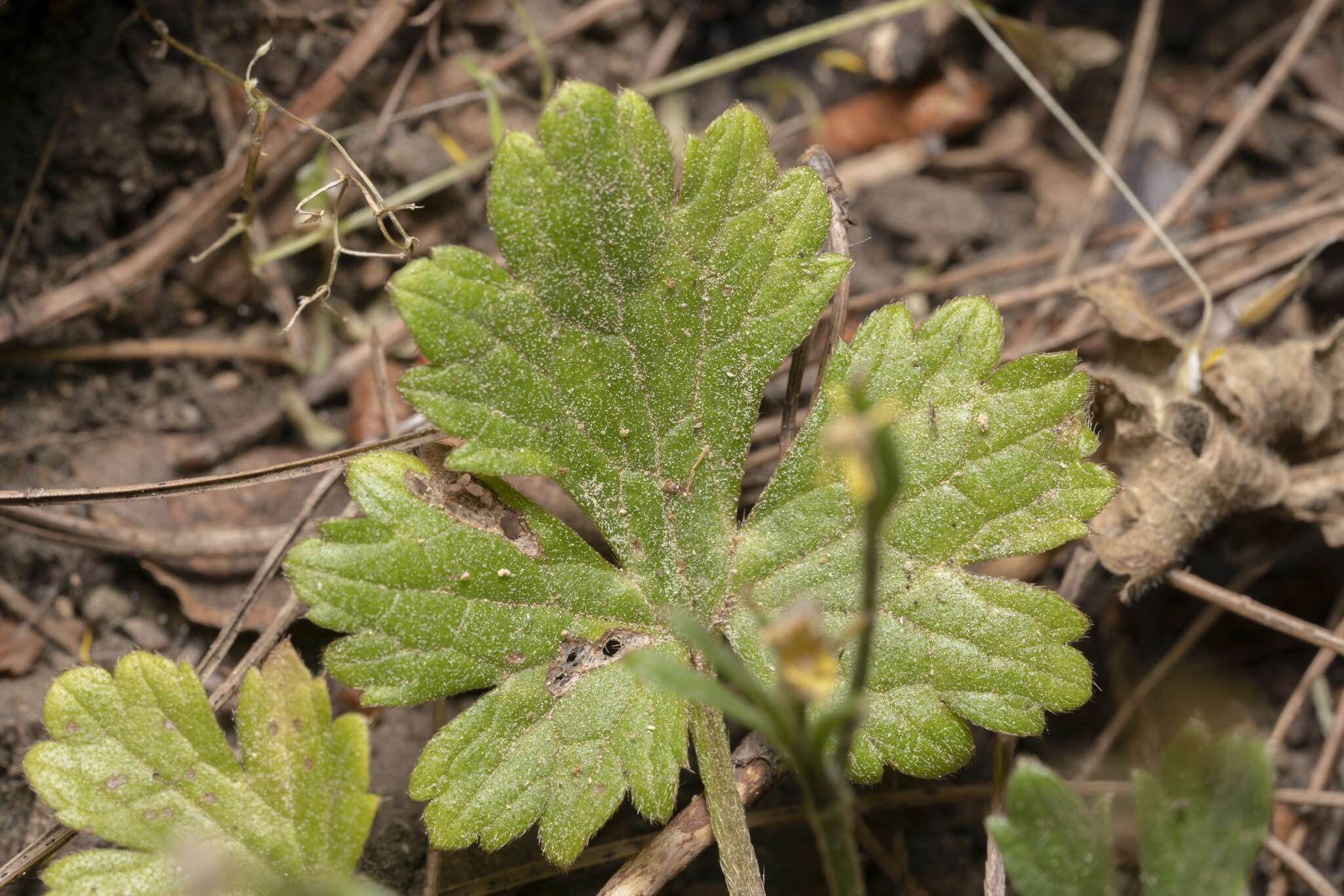 Image de Ranunculus neapolitanus Tenore