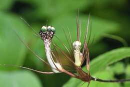 Image de Ceropegia fantastica Sedgwick