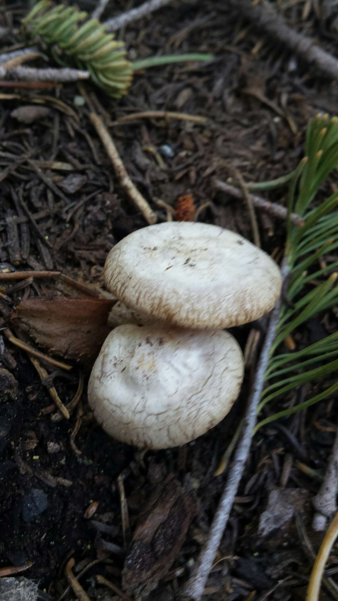 Image of Clitocybe albirhiza H. E. Bigelow & A. H. Sm. 1963