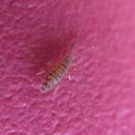 Image of Springtail