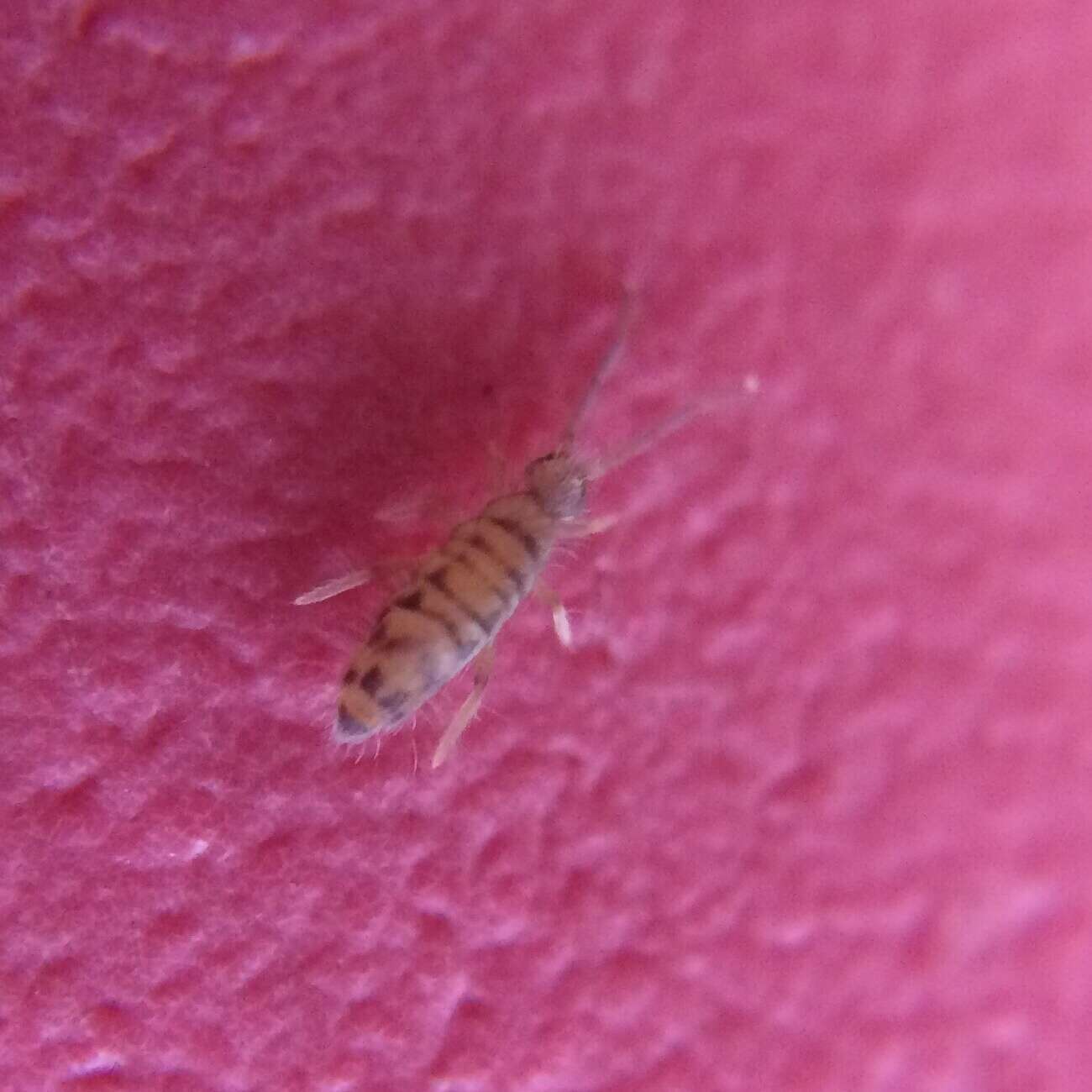 Image of Springtail