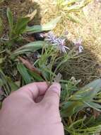 Image of sea aster