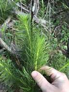 Image of Stylidium laricifolium Rich.