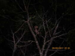 Image of Andean Pygmy Owl