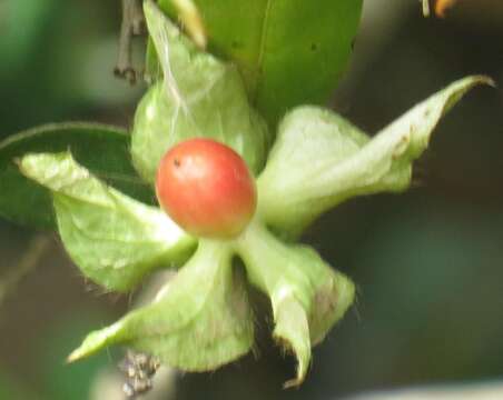 Image of Diospyros scabrida var. scabrida